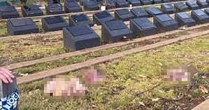 Capete de porc aruncate pe morminte musulmane în Sydney, după atacul terorist de pe Plaja Bondi: „Nu face decât să alimenteze furia, durerea și divizarea”