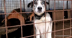 Taxa pentru câinii fără stăpân inflamează opinia publică: „Mai bine amenzi usturătoare pentru abandon”