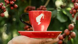 Cafeaua Julius Meinl: gust desăvârșit, obținut cu grijă pentru oameni și planetă