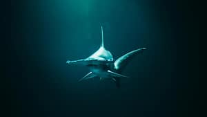 Oamenii de știință au descoperit rechini care trăiesc în interiorul unui vulcan subacvatic activ