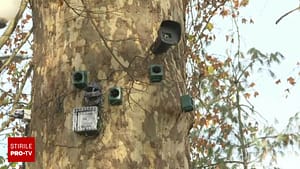 Gel optic și lasere împotriva ciorilor și porumbeilor: soluții high-tech, testate de autoritățile din Lugoj