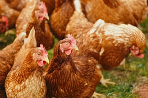 Americanii au ajuns să își închirieze găinile: Prețurile la ouă i-au adus pe americanii în pragul disperării