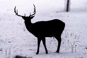 VIDEO Doi cerbi, filmaţi în apropierea unui traseu turistic din munţii Rodnei. „Avantajul să ai «biroul» în inima naturii”