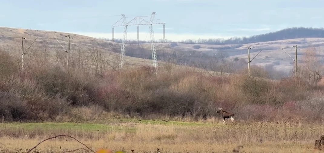 Animalul fimat în pădurile din Hunedoara FOTO: captura video